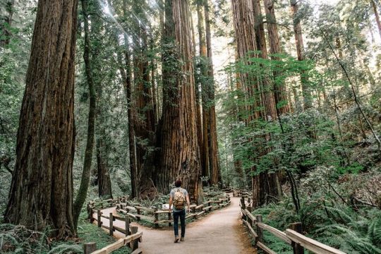 Small Group Tour: San Francisco and Muir Woods with Lunch in Sausalito