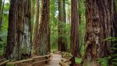 Peaceful Muir Woods and Sausalito Visit