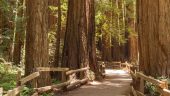 Love those redwoods!