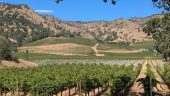 San Francisco and Napa Valley Day Trip