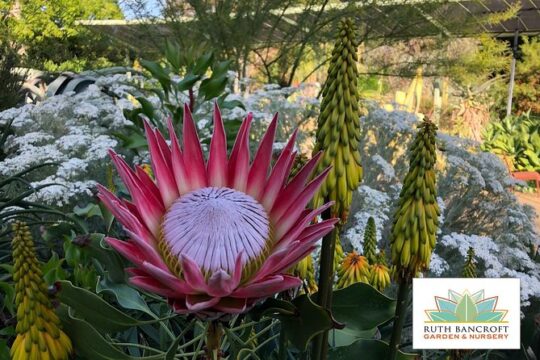 Ruth Bancroft Garden General Admission Ticket