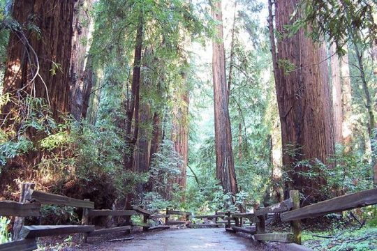 Muir Woods Tour of California Coastal Redwoods (Entrance fee included)