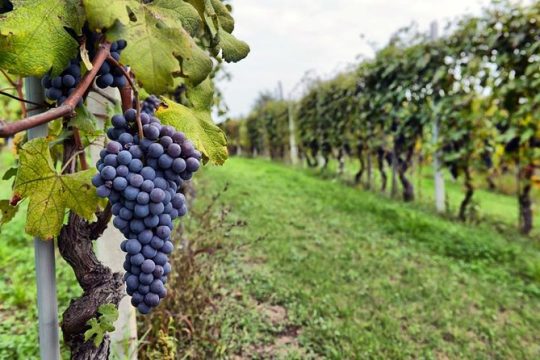 Sonoma Wine Tour with 2 Tastings Included Small-Group Half Day