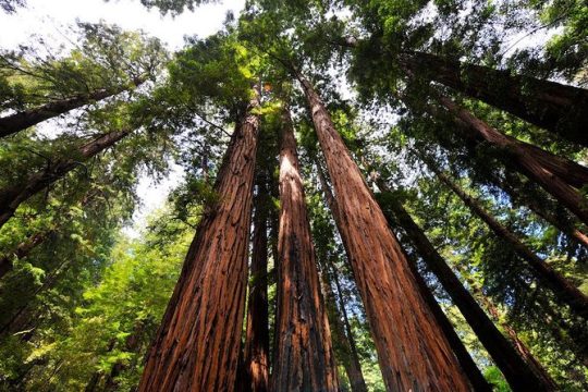 Small Group Half Day Muir Woods and Sausalito Afternoon Tour