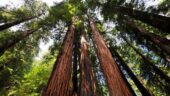 Muir woods is the best part of the tour