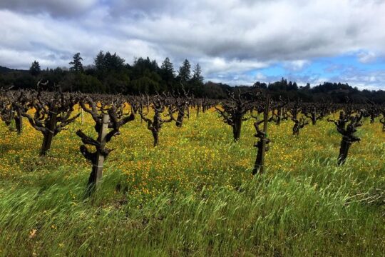 Sonoma & Healdsburg Wine Tours
