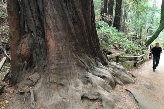 Private Muir Woods and Sausalito Half Day Tour