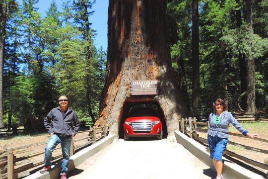 Avenue of the giants redwoods private day tour from San Francisco