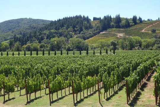 Napa Valley Wine Tasting Tours From San Francisco 10 hours Tour