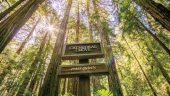 Sausilto and Muir Woods