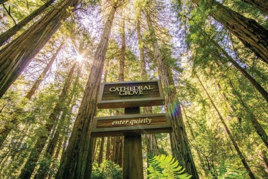 City & Woods: 1 Day Hop-On Hop-Off & Muir Woods Tour