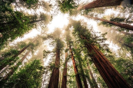 Guided E-Bike tour to Muir Woods with entrance ticket
