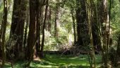 Muir woods/Alcatraz tour