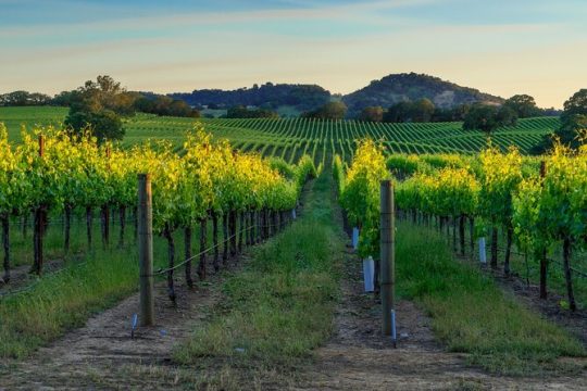Full-Day Private Sonoma Valley Wine Tour from San Francisco