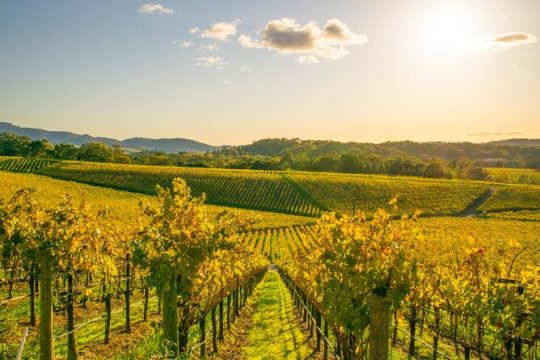 Full-Day Private Napa Valley Wine Tour from San Francisco