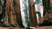 Best Nature Escape Ever: Muir Woods Magic with Friends