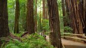 Peaceful Journey (Audio Tour Only)