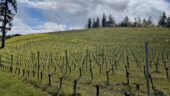 Best way to get the most of Bay area wine country!