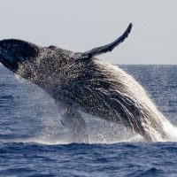 Dolphin & Whale Watching