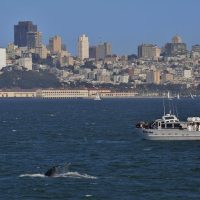Dolphin & Whale Watching